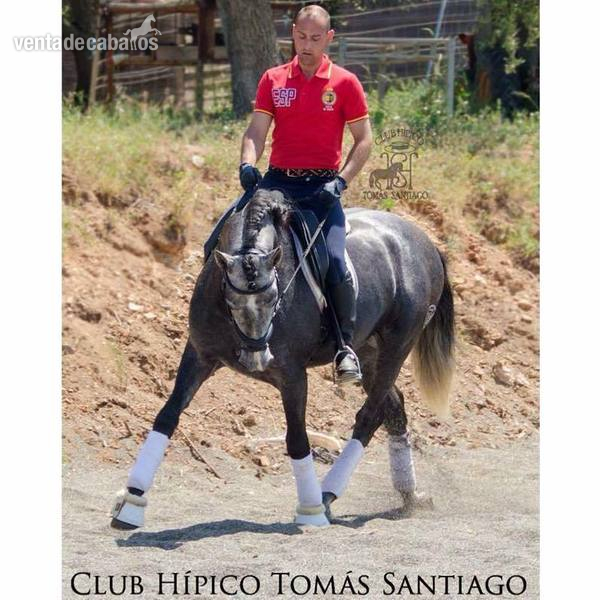 SE VENDE POTRO P.R.E - Potros Pura Raza Española