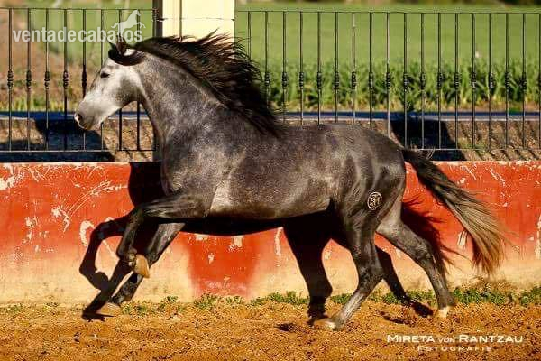 SE VENDE POTRO P.R.E - Pura Raza Española