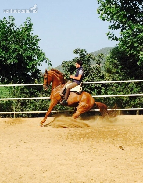 Hispano-Arabe