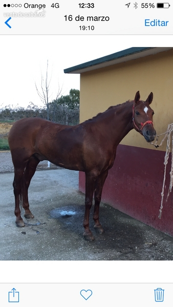 Hispano-Arabe {TYPE}