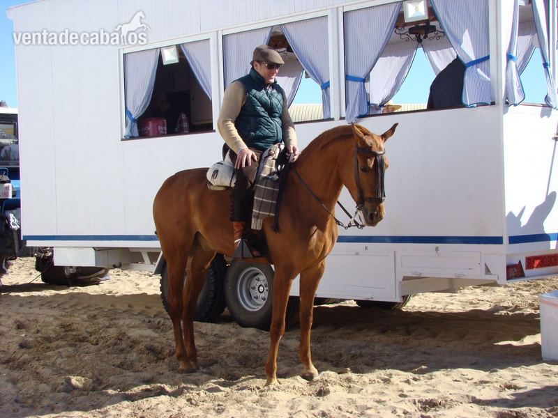 Caballo Hispano Árabe Hispano-Arabe - Hispano  arabe alazan