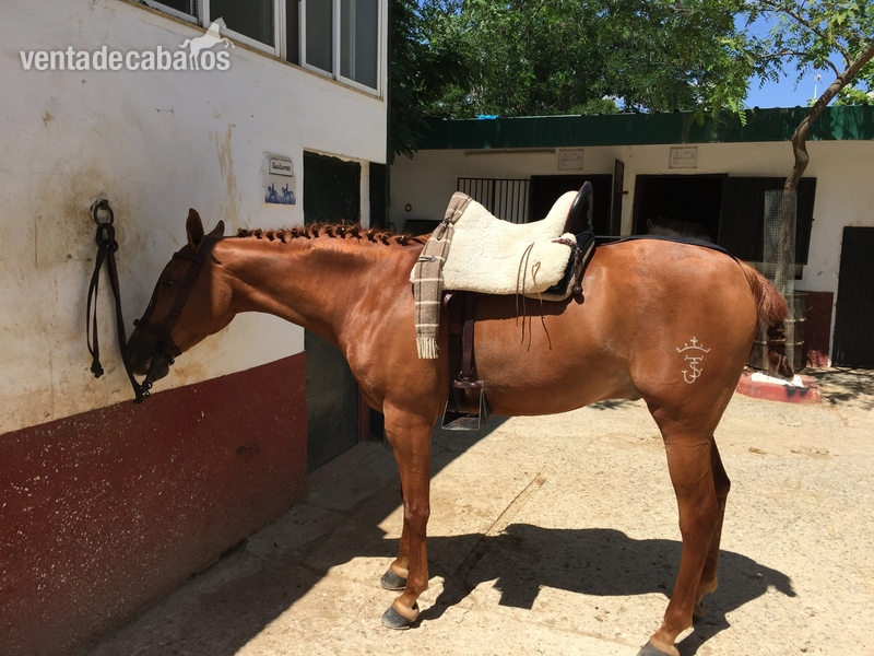 Hispano  arabe alazan - Caballo Hispano Árabe Hispano-Arabe