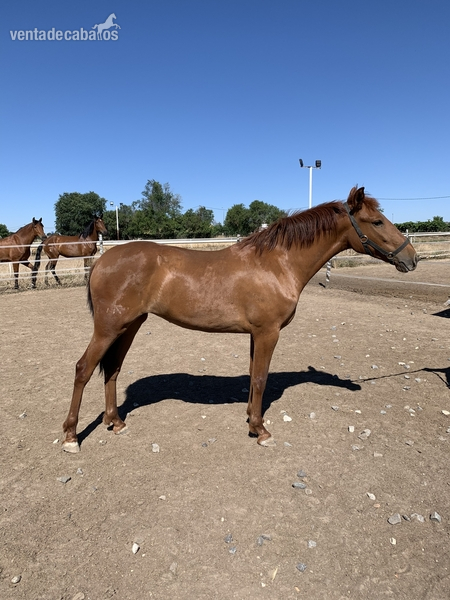 Se vende potra alazana PRE in 