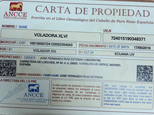 Se vende potra alazana PRE