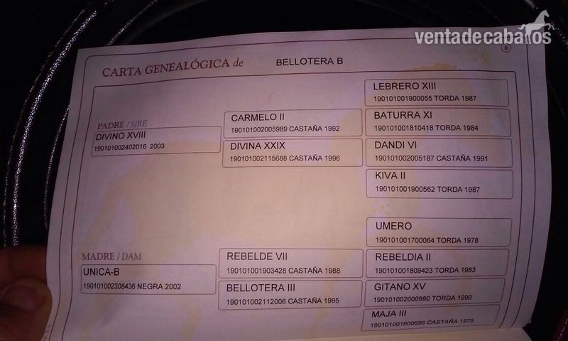 Vendo dos yeguas PRE in 