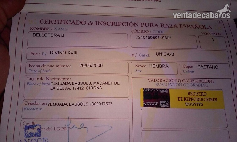 Pura Raza Española {TYPE}
