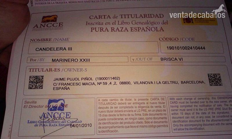 Yeguas Pura Raza Española - Vendo dos yeguas PRE
