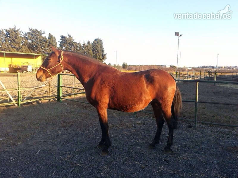 Vendo dos yeguas PRE - Yeguas Pura Raza Española