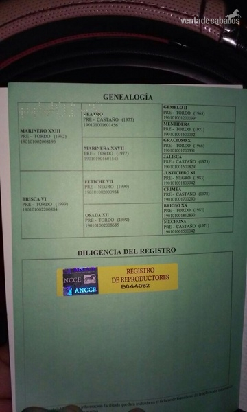 Vendo dos yeguas PRE - Pura Raza Española