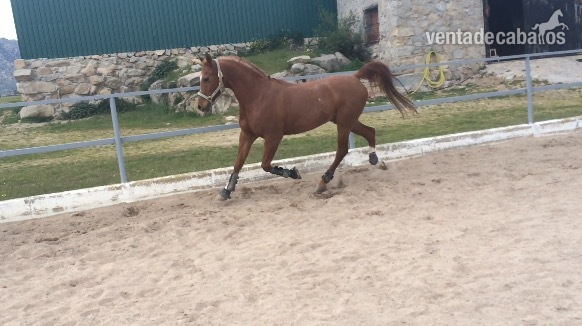 Vendo caballo PRA in 