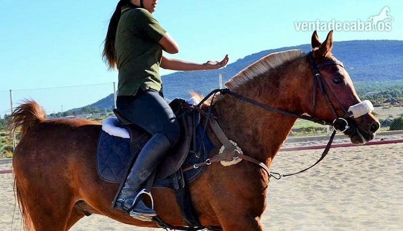 Caballos Árabes Arabe - Vendo caballo PRA