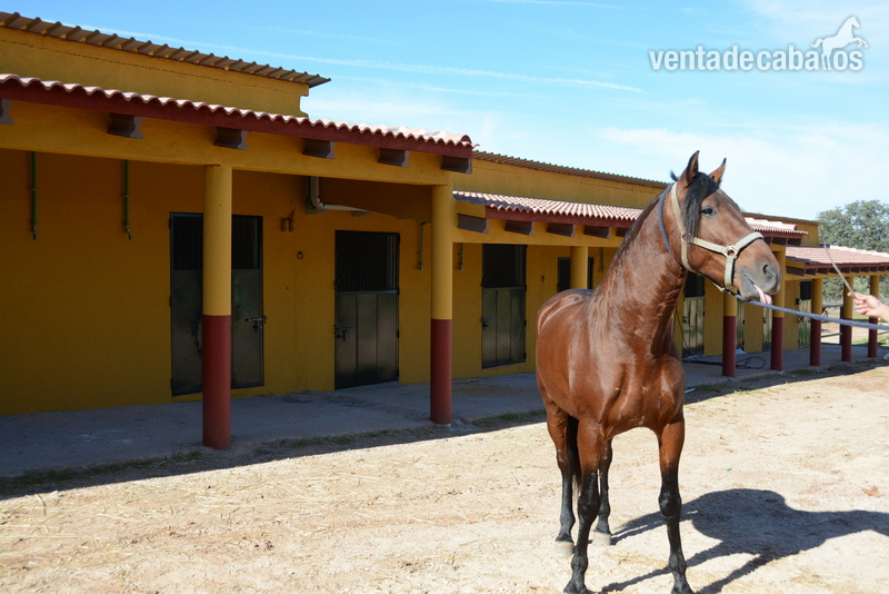 Caballos Pura Raza Española (P.R.E.) PRE - Potro PRE Doma
