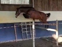 CABALLO JOVEN, ESPECTACULARES ORIGENES