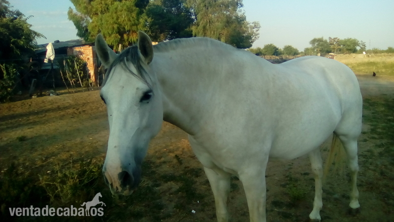Venta de caballos ,yeguas y potros de pre in 