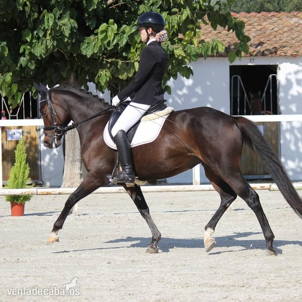 Pony C en venta in 