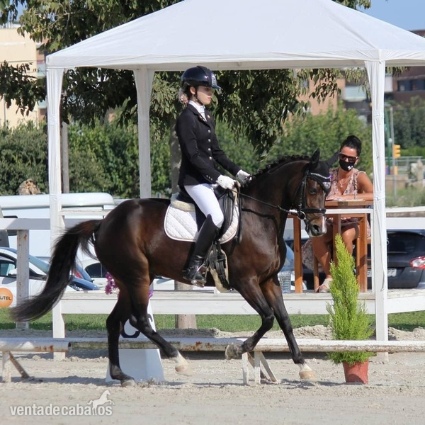Poni alemán (deutsches reitpony)