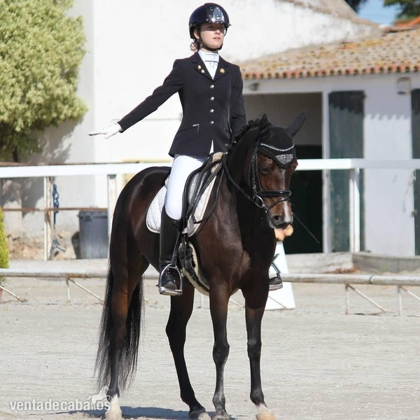 Poni alemán (deutsches reitpony) {TYPE}