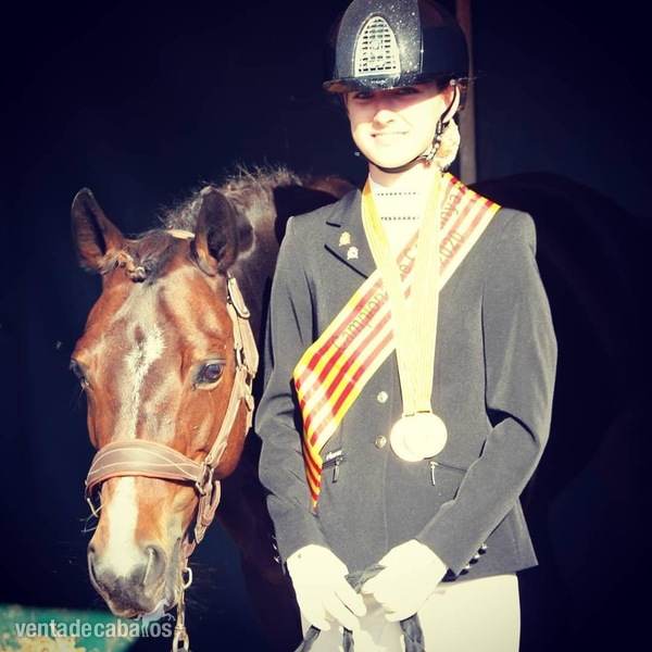 Ponis Pony Club Poni alemán (deutsches reitpony) - Pony C en venta