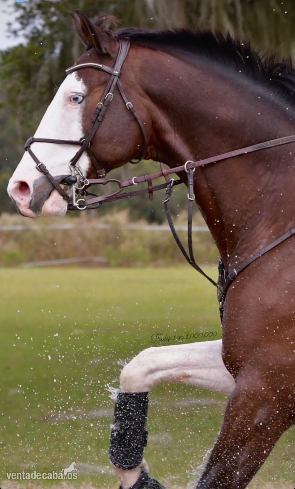 Absolutamente llamativo caballo castrado Holsteiner en venta a 8.500€ in 