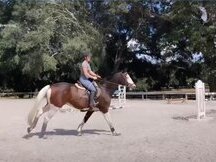 Absolutamente llamativo caballo castrado Holsteiner en venta a 8.500€