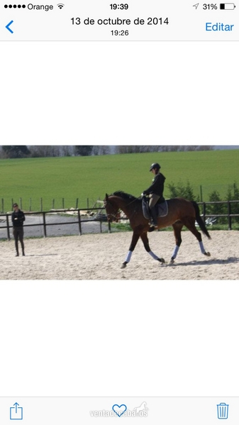 Precioso caballo castaño de 1'72 - Cruzado