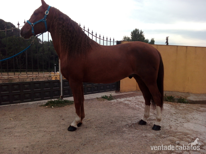 Caballo alazán muy noble in 