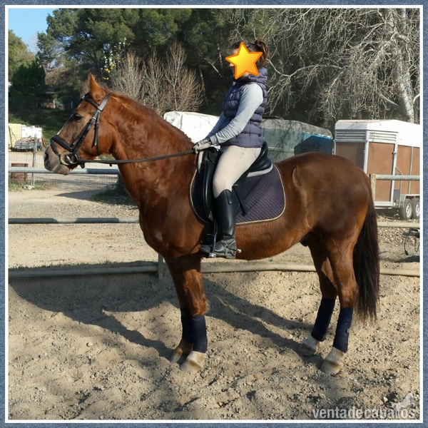 Hispano-Arabe
