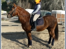 Caballo alazán muy noble