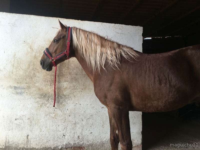 Hispano luso