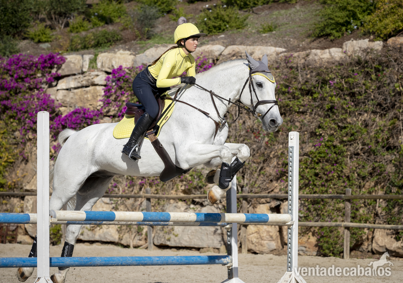 Venta caballos de salto  in 