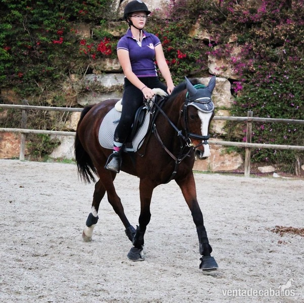 Caballos Capados Cde - Venta caballos de salto 