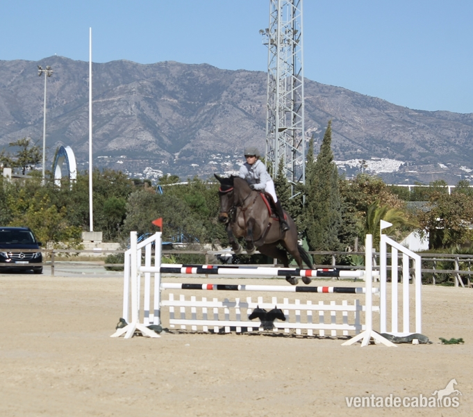 Venta caballos de salto  - Caballos Capados Cde