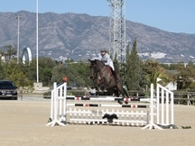 Venta caballos de salto 