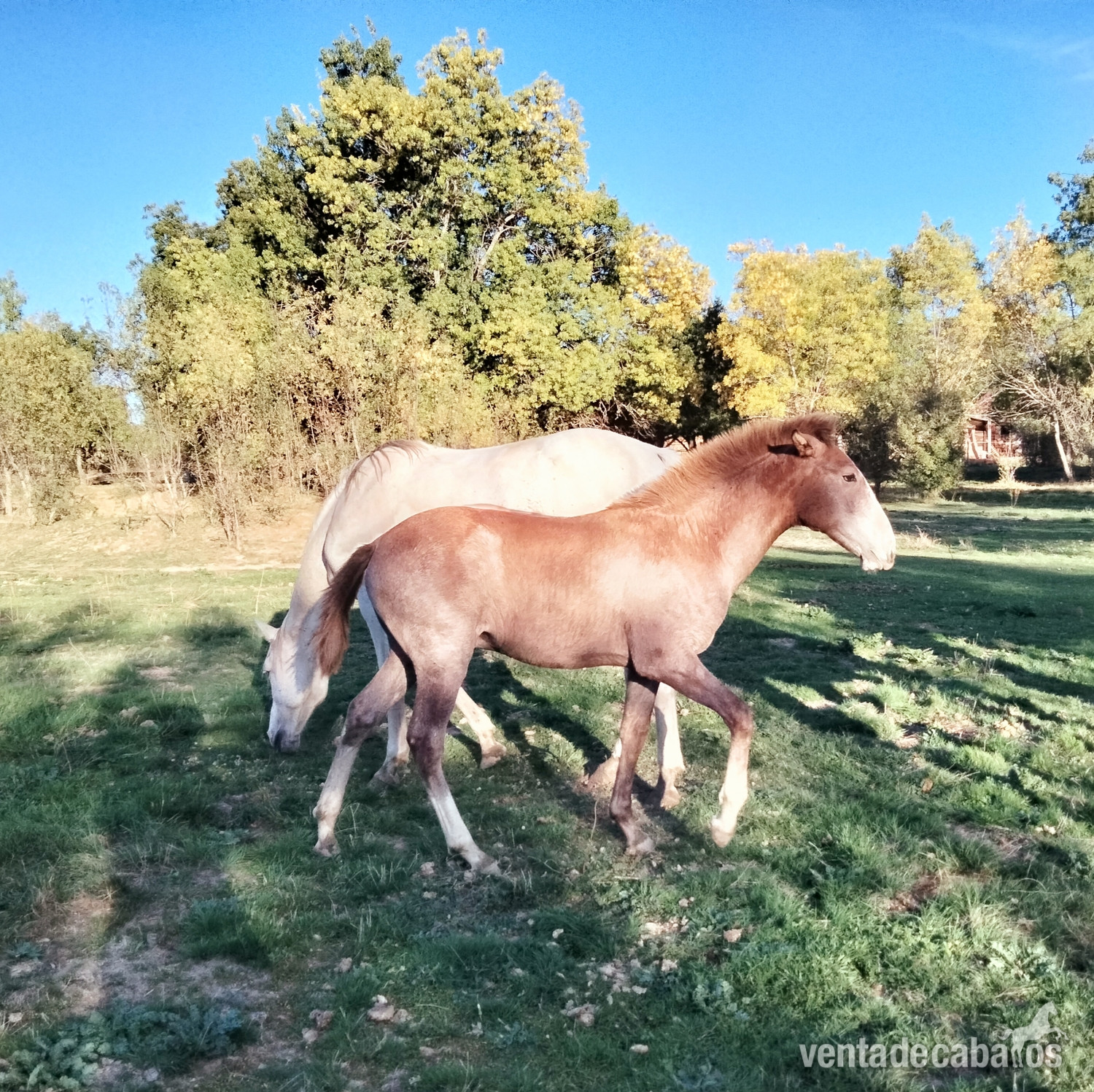 Pura Sangre Lusitano.. Potro 6 meses in 