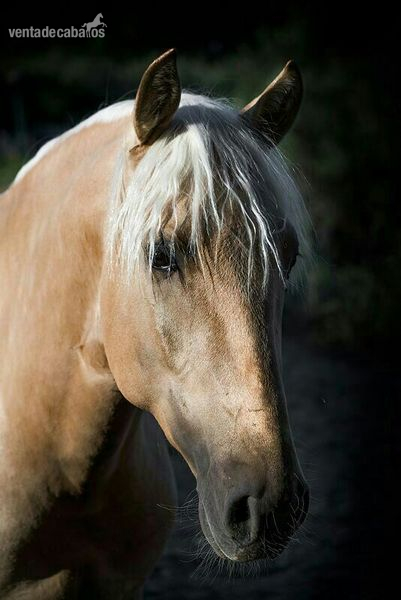 LUSITANO PERLA CON EL HIERRO DE YEGUADA LA PERLA  in 