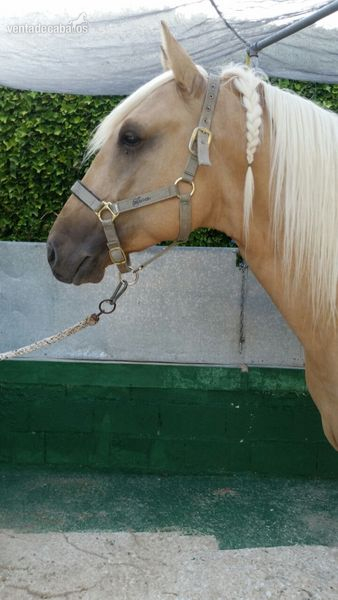 Lusitano