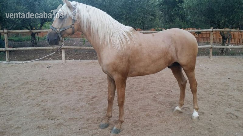 Lusitano {TYPE}