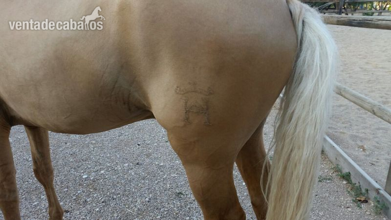 Caballos Enteros Lusitano - LUSITANO PERLA CON EL HIERRO DE YEGUADA LA PERLA 