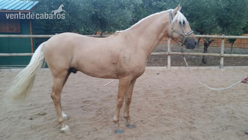 LUSITANO PERLA CON EL HIERRO DE YEGUADA LA PERLA  - Caballos Enteros Lusitano