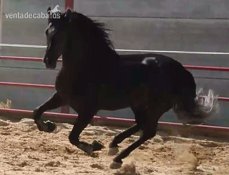 Pura Raza Española