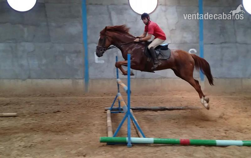 Ponys y caballos  in 