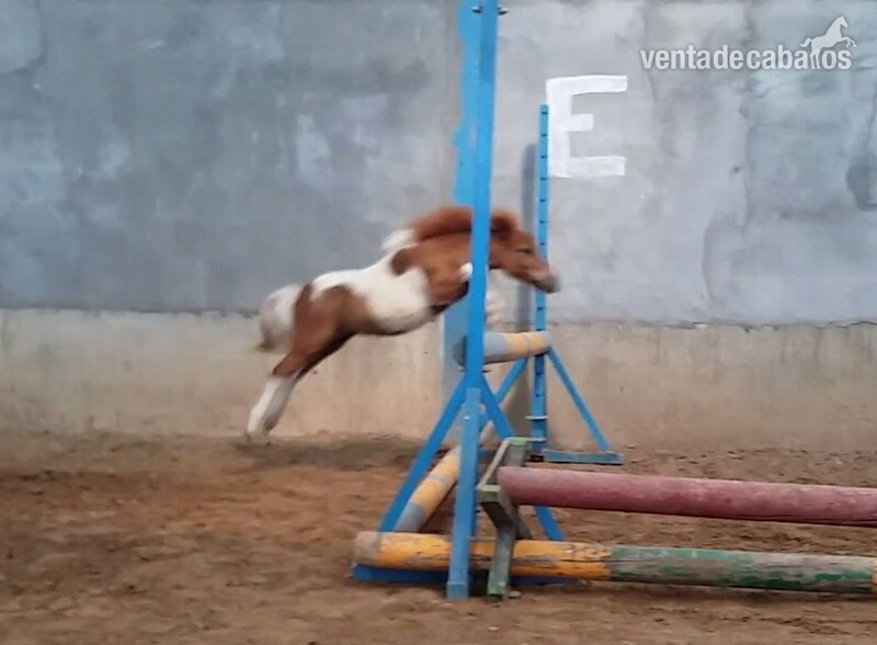 Caballos Capados Adaev - Ponys y caballos 