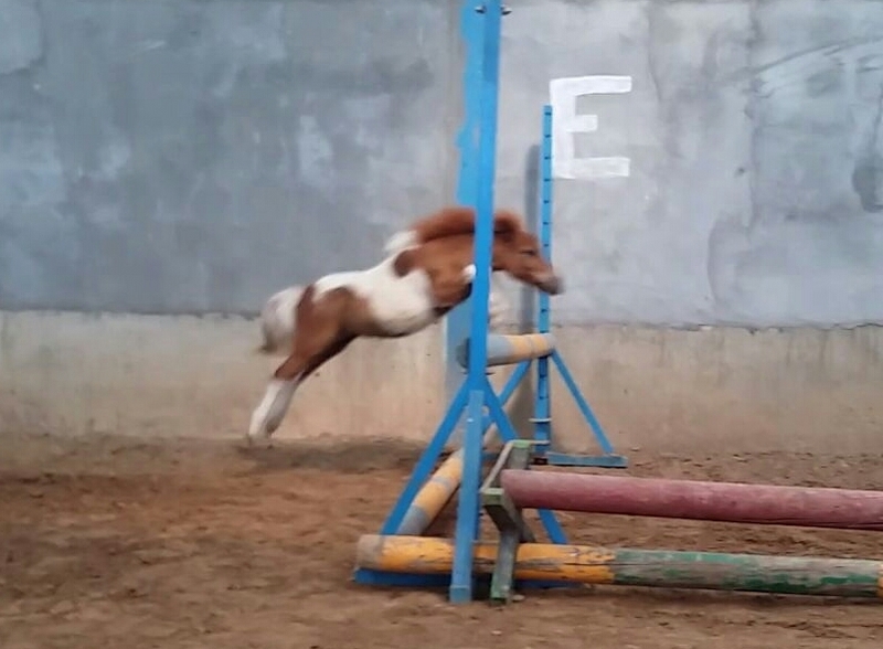 Caballos Capados Adaev - Ponys y caballos 
