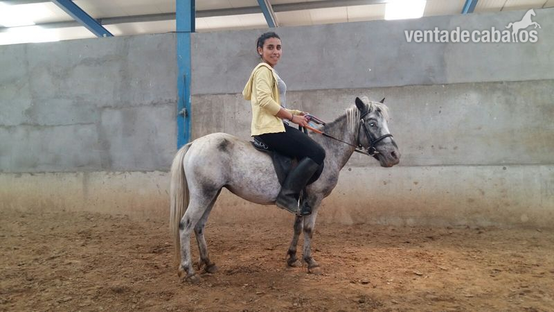 Ponys y caballos  - Caballos Capados Adaev