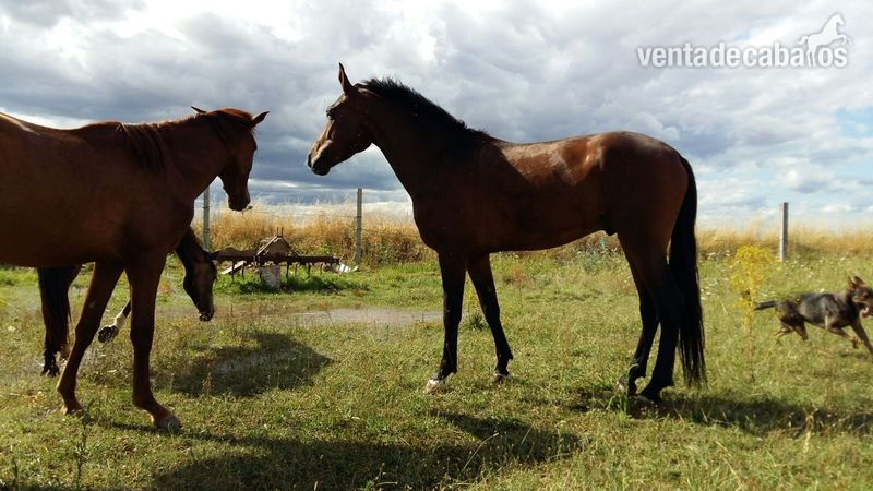 Ponys y caballos  - Adaev