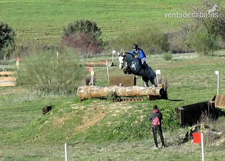 Ponys y caballos  - Caballos Capados