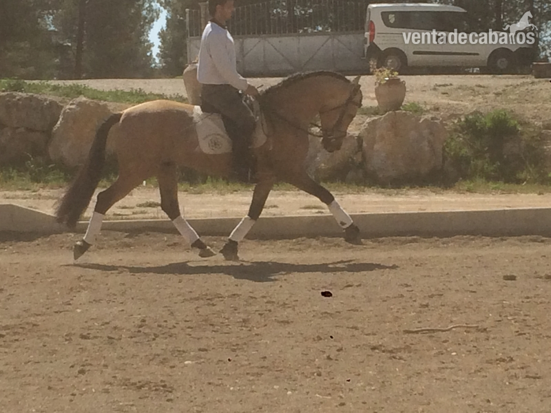 Caballos Pura Raza Española (P.R.E.) Pura Raza Española - P.R.E. BAYO EN VENTA