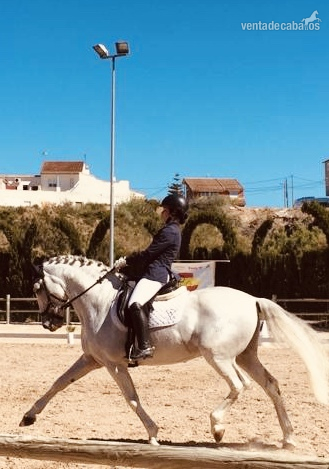 PRE Doma Clásica  - Caballos Pura Raza Española (P.R.E.) Pura Raza Española