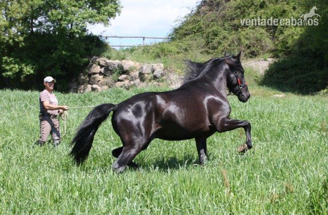 Caballos Pura Raza Española (P.R.E.) Pura Raza Española - P.R.E. POTRO DE 4  AÑOS NEGRO ENTERO