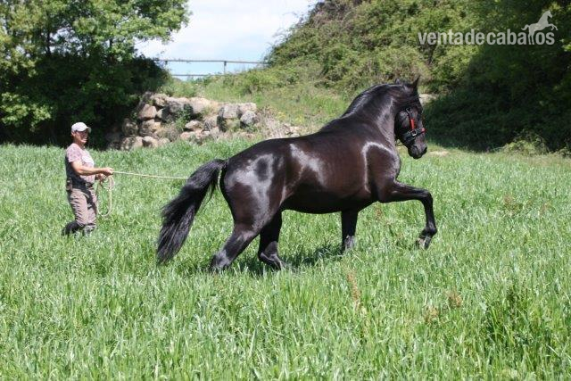 P.R.E. POTRO DE 4  AÑOS NEGRO ENTERO - Caballos Pura Raza Española (P.R.E.) Pura Raza Española